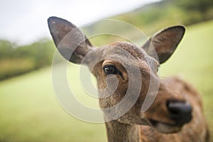 Nara deer 3