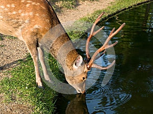 Nara deer drinking