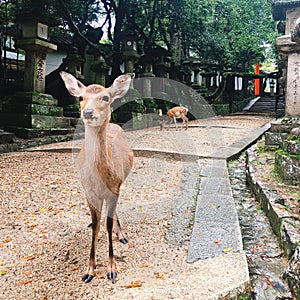 Nara deer, Japan