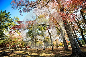 Nara deer roam free in Nara Park, Japan