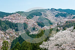 Cherry blossoms at Nakasenbon area in Mount Yoshino, Nara, Japan. Mt Yoshino is part of UNESCO World