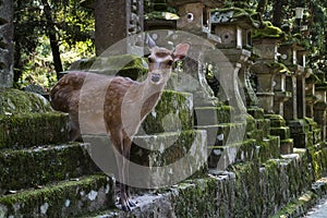 Nara - Japan - Deer in the park at the Kasuga Taisha shrine