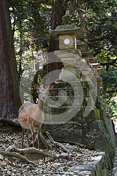 Nara - Japan - Deer in the park at the Kasuga Taisha shrine