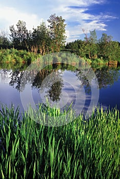 Nara Nature Preserve - Michigan