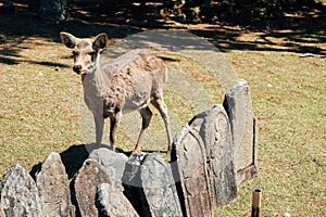 Nara park, deer on grass in Nara, Japan