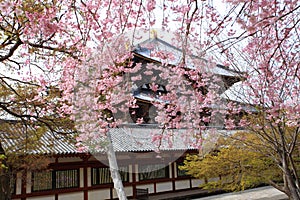 Nara Park,Japan