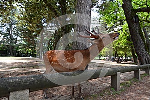 A wild sika deer approaching tourists. Nara park. Nara. Japan