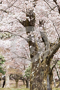 Nara Park During Spring Cherry Blossom Festival