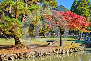 Nara public park in the morning.