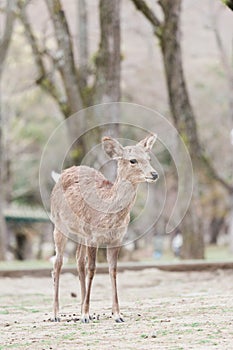 Nara sika deer in park