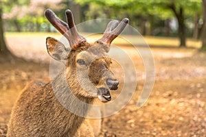 Nara wild deer