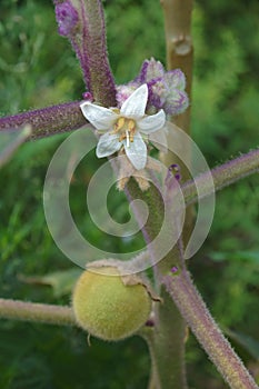 Naranjilla. Image of flower and fruit