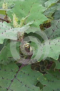 Naranjilla plant with flowers and fruits