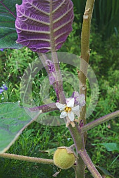 Naranjilla. Image of flower and fruit photo