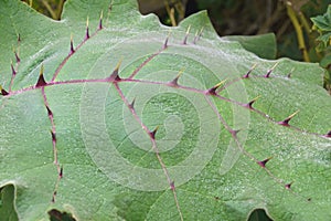 Naranjilla plant leaf with spines photo