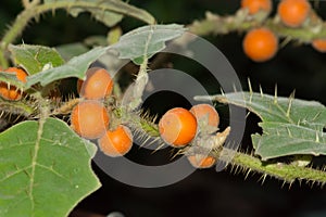 Naranjilla Solanum Quitoense photo