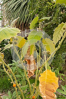 Naranjilla or Solanum Quitoense plant in Saint Gallen in Switzerland photo
