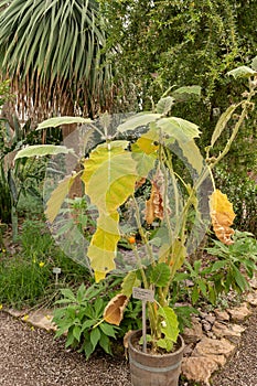 Naranjilla or Solanum Quitoense plant in Saint Gallen in Switzerland photo