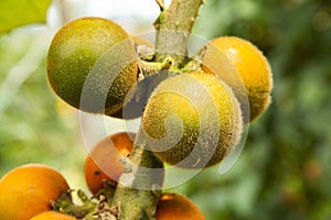 Naranjilla tropical fruit on the tree - Solanum quitoense