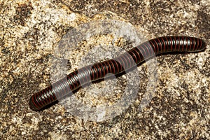 a Narceus americanus American giant millipede an arthropod native to eastern part of north america.