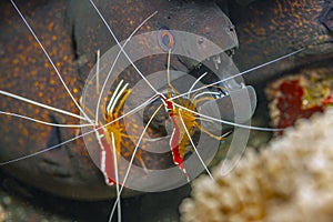 Narchias seychellensis is a moray eel