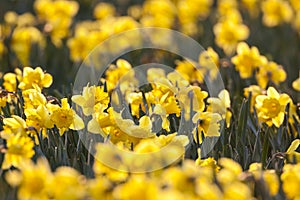Narcis, Daffodil, Narcissus