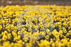 Narcis, Daffodil, Narcissus