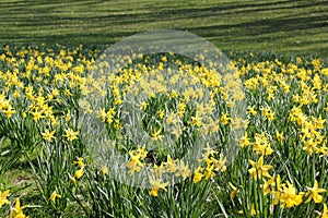 Narcis field yellow flowers