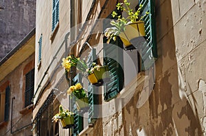 Narcis flower pots in windows in Palma Mallorca