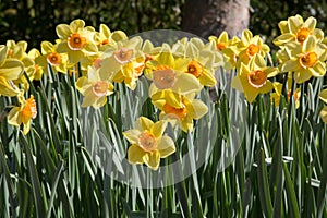 Narcis flowers in Keukenhof garden Netherlands