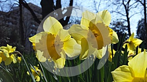 Narcis Flowers photo