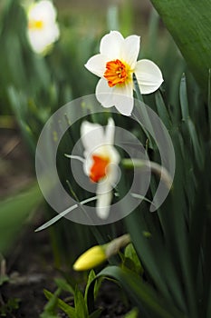 Narciss in my garden. Spring flowers.