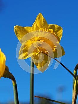 Narcissi blend in full flower with a rich blue sky background