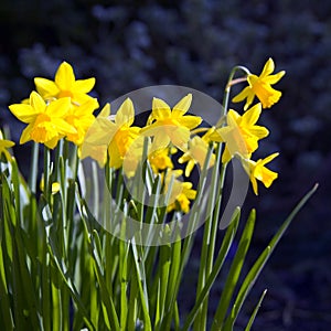 Narcissi