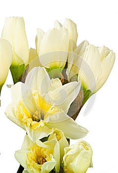Narcissi isolated on white