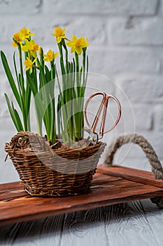 Narcissists stand on a wooden tray with handles from a beige. Spring daffodils stand in a woven basket on a white background.