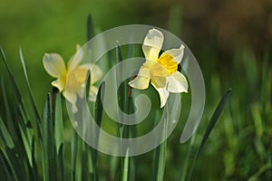 Narcissus