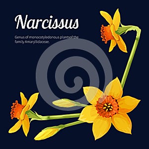 Narcissus