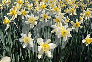 Narcissus photo