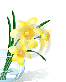 Narcissus photo