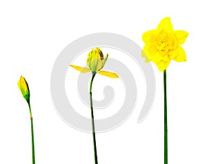 Narcissus photo