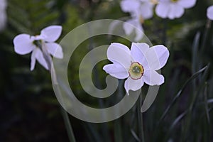 Narcissus Actaea with oure white flowers