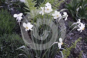 Narcissus Actaea with oure white flowers