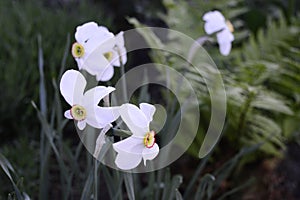 Narcissus Actaea with oure white flowers