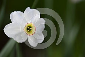 Narcissus Actaea with oure white flowers