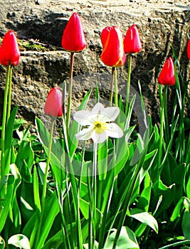Narcissus Aflame, white petal daffodil with a small orange tropet