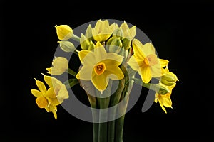 Narcissus against black