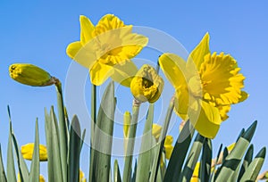 Narcissus against a blue sky