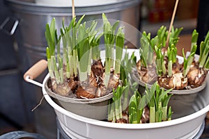 Narcissus aka daffodil shoots or seedlings for sale in a flower shop