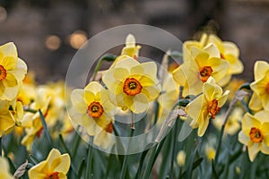 Narcissus Altruist blossoms in the garden in spring